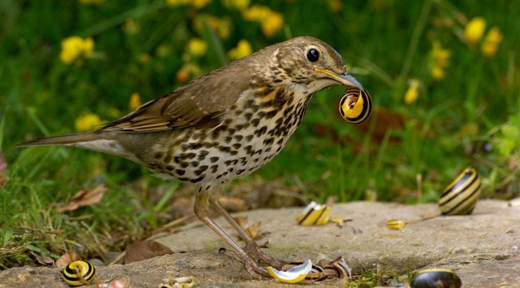 What Do Song Thrushes Eat