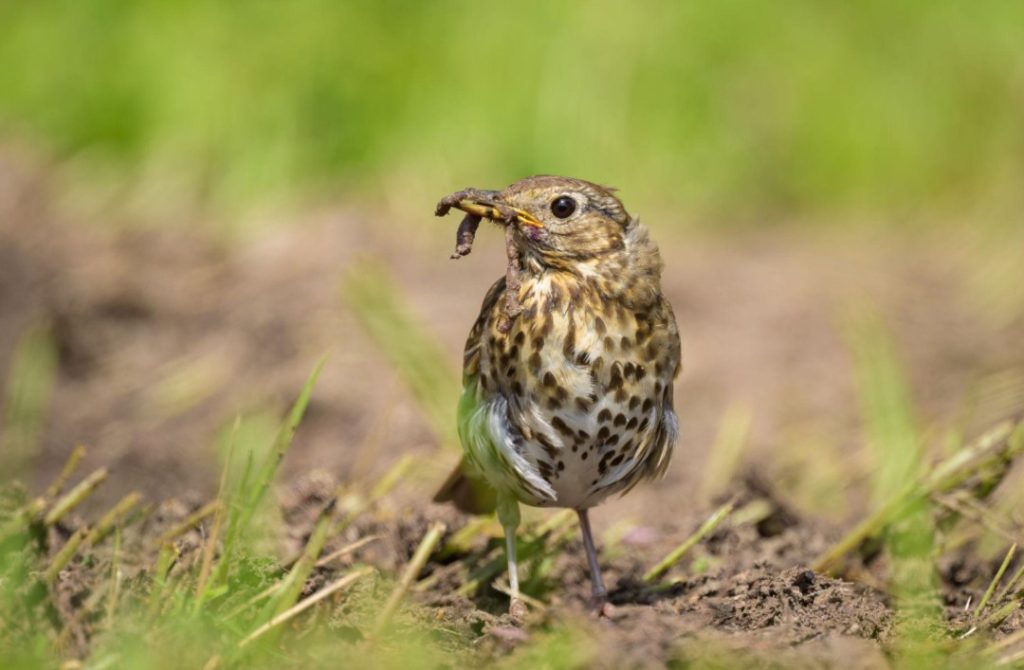 What Do Song Thrushes Eat