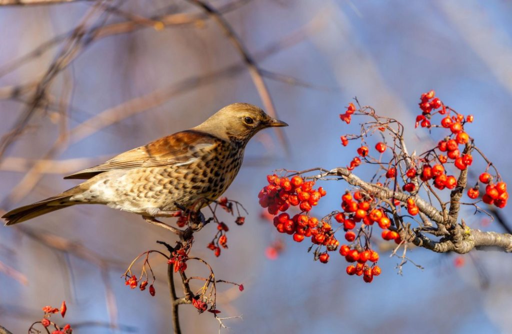What Do Song Thrushes Eat