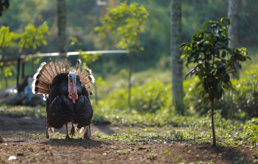 What Do Turkeys Eat