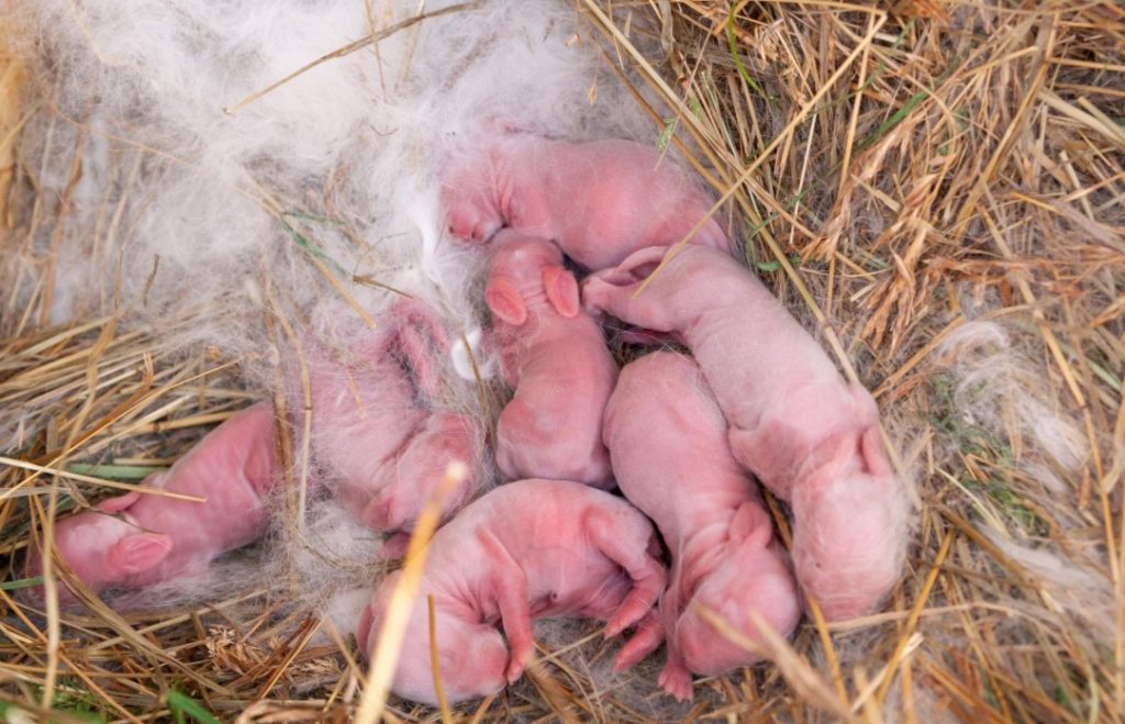 Baby Rabbit