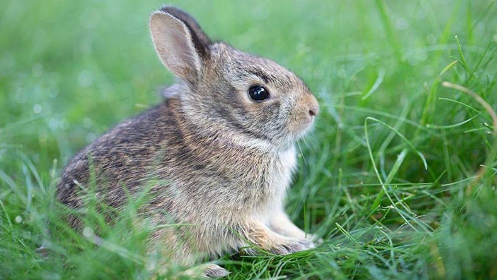 Baby Rabbit