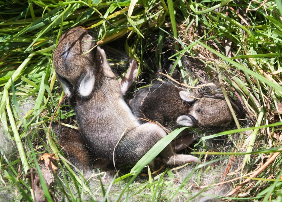 baby rabbit