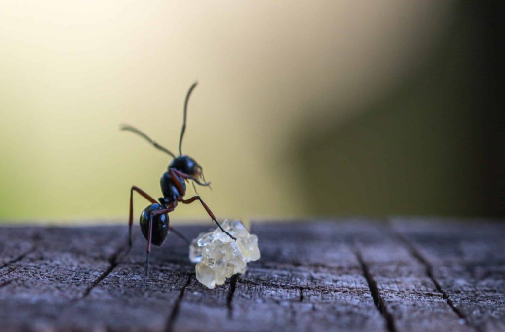 What Do Ants Eat