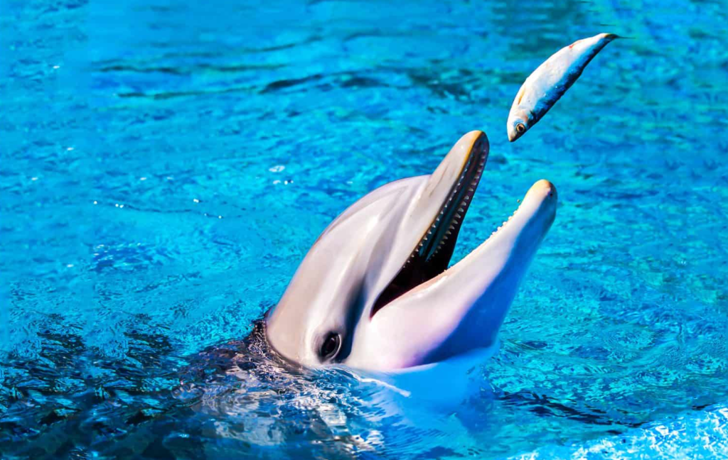 What Do Dolphins Eat
