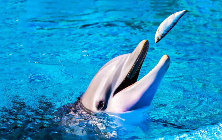 What Do Dolphins Eat