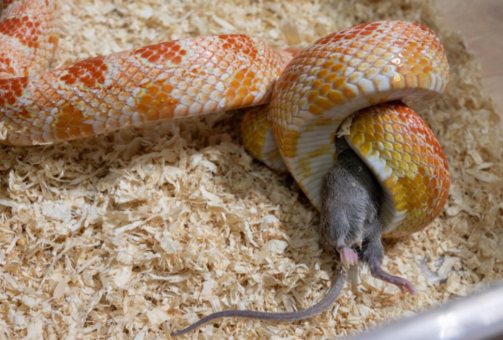 What Do Pet Snakes Eat