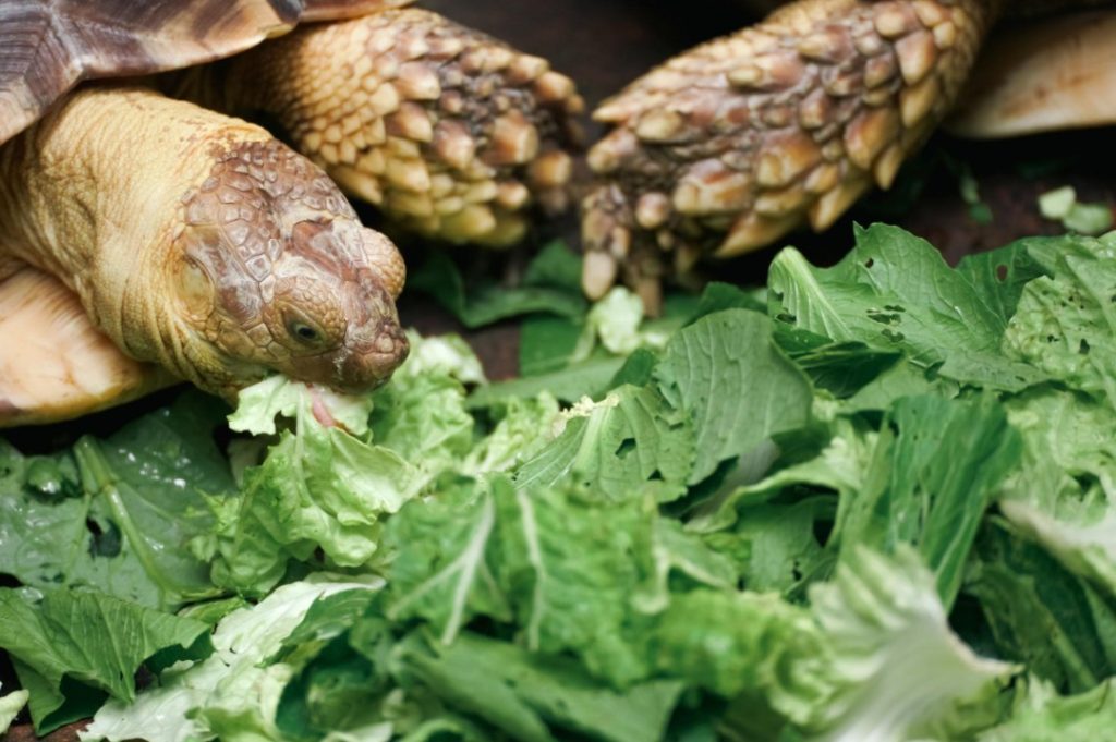 What Do Pet Turtles Eat