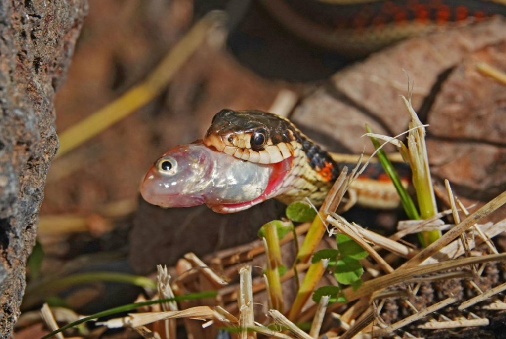 What Do Snakes Eat