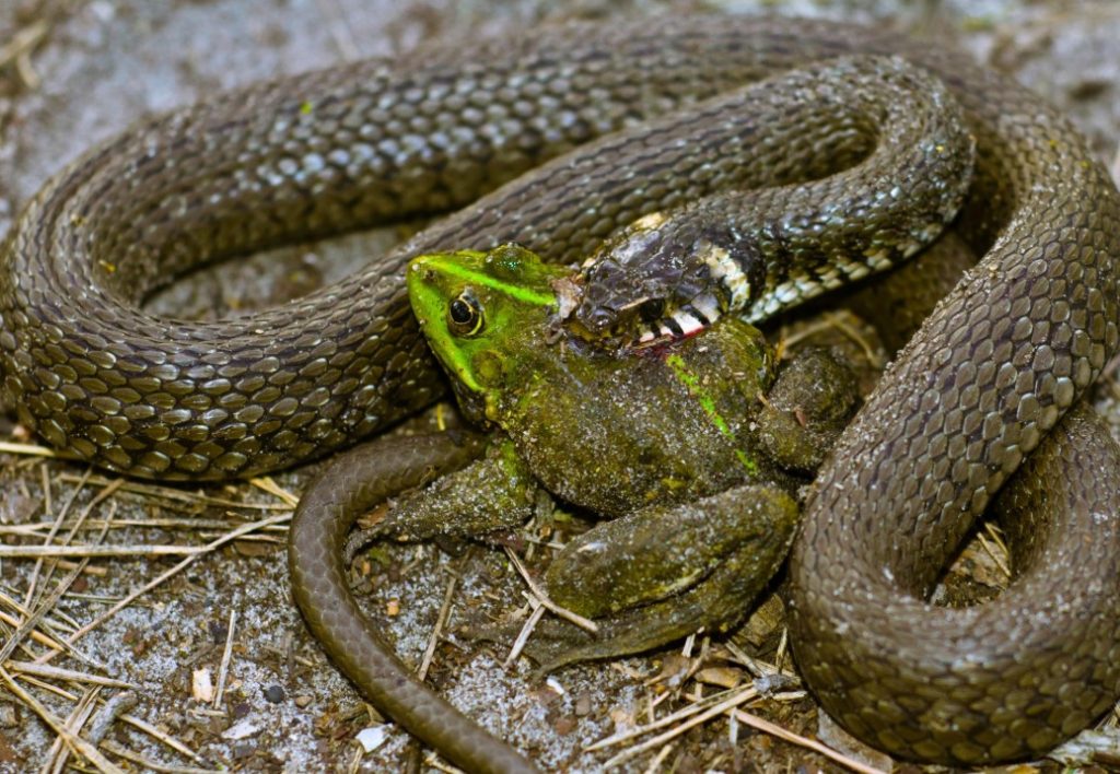 What Do Snakes Eat