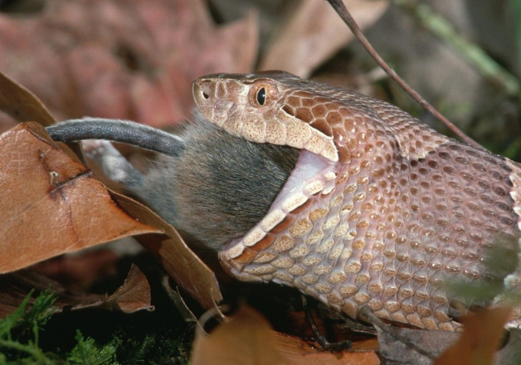 What Do Snakes Eat in the Wild