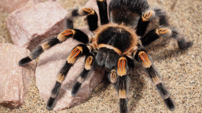 What Do Tarantulas Eat? Fascinating Facts About These Giant Spiders