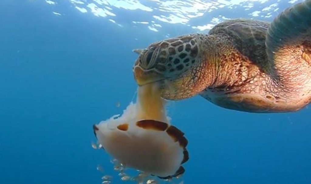 What Do Turtles Eat