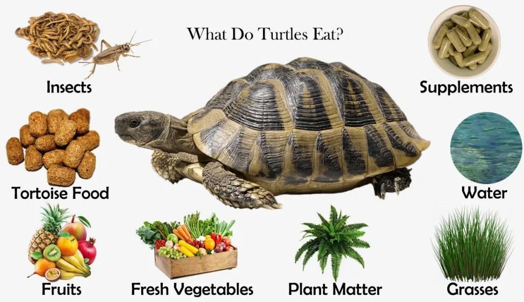 What Do Turtles Eat