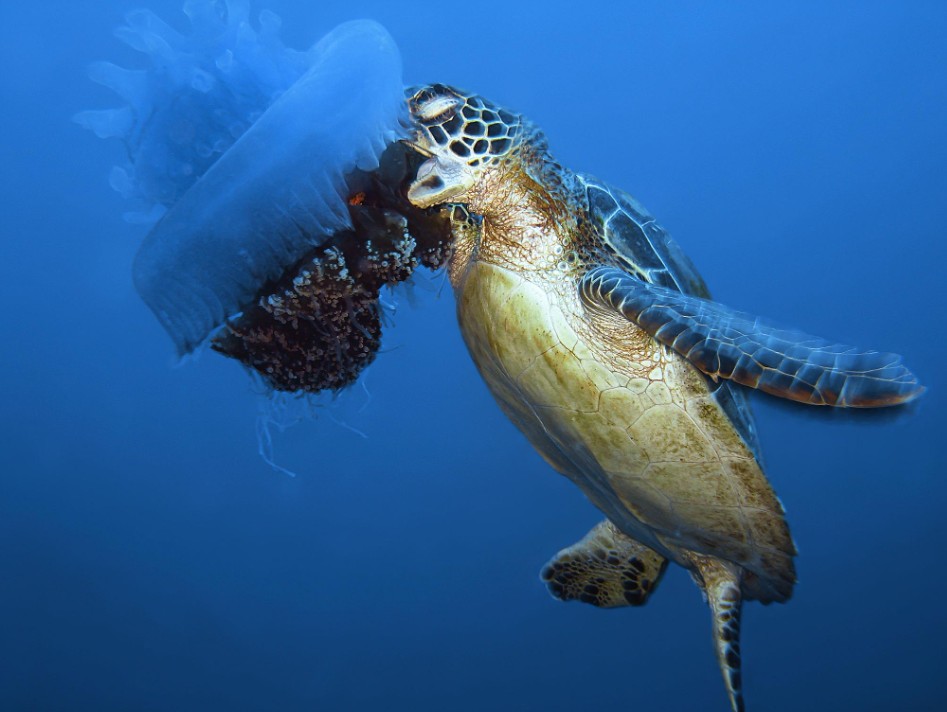 What Do Turtles Eat